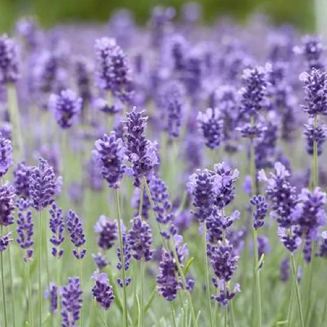 Lawenda wąskolistna Vienco Purple (C2)