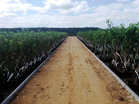 Orzech laskowy Leszczyna Webba Cenny DUŻE OWOCE w doniczce