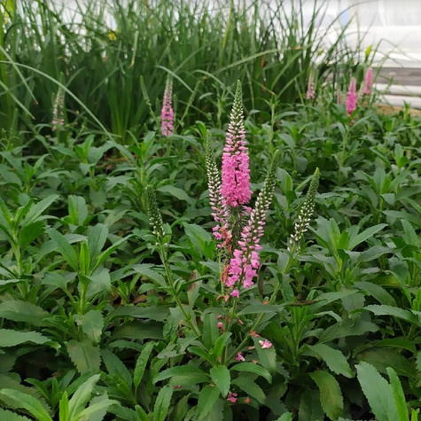 Przetacznik kłosowy Rosa Zwerg (C2)