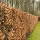 Zestaw Żywopłot Bukowy Naturalna Bariera 10 Metrowy Plant Pack