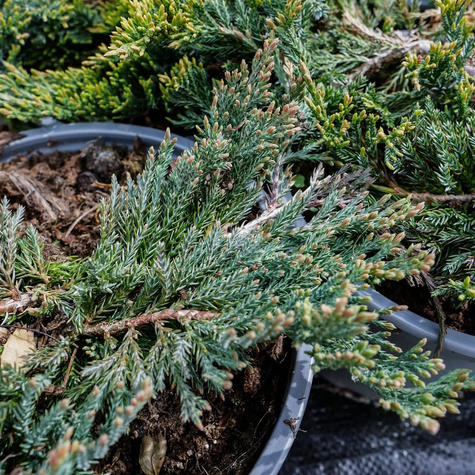 Jałowiec płożący Blue Chip dywanowy (C2)