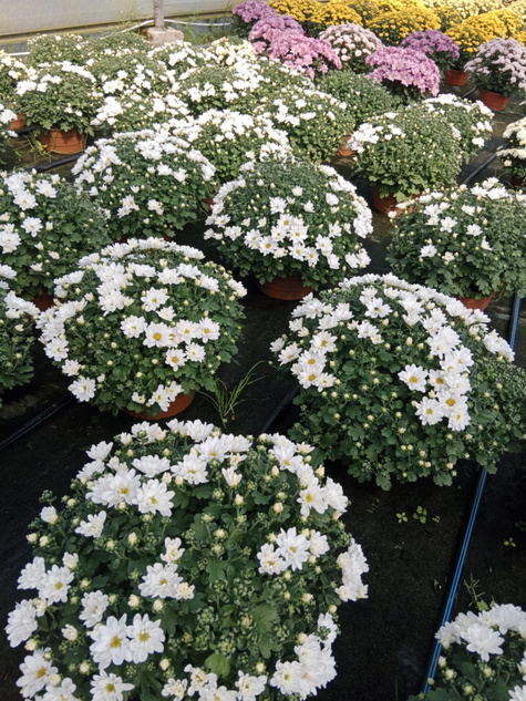 Chryzantema Lumia Blanc biała DUŻA ROŚLINA do postawienia