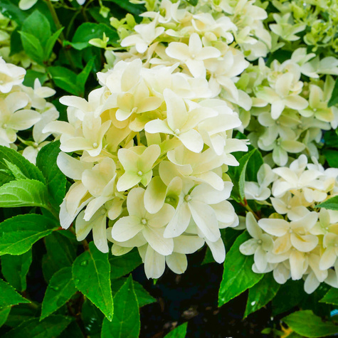 Hortensja bukietowa Skyfall (P9)