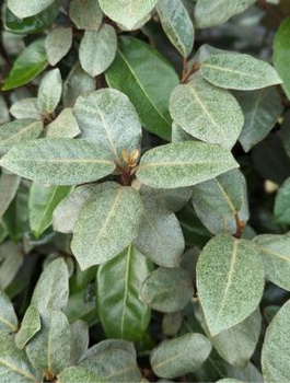 Oliwnik Ebbinga (P9)