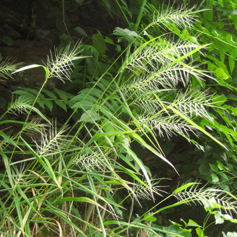 Jeżotka rozpierzchła