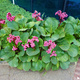 Bergenia sercowata (C2)