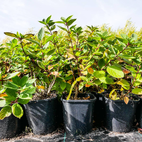 Hortensja bukietowa Living Touch of Pink (C2)