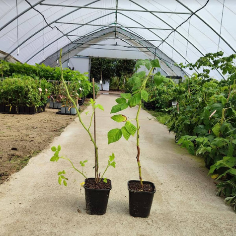 Malina czarna w doniczce (C2)