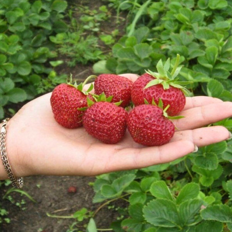 Truskawka HOLY śr. wczesna sadzonki truskawek Frigo POLSKA ODMIANA 10 szt