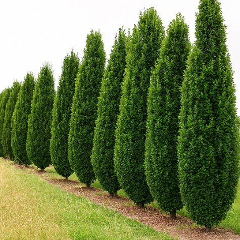 Grab Pospolity Fastigiata Kolumnowy NP