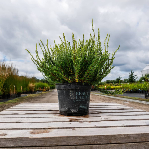 Wrzos pospolity biały kwiat żółte liście sadzonki