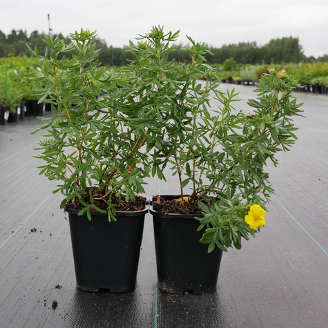 Pięciornik krzewiasty 'Hachmann's Gigant' (C2)