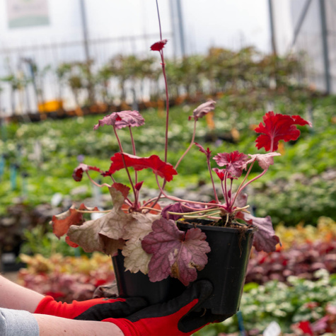 Żurawka ogrodowa Fire Alarm (C2)