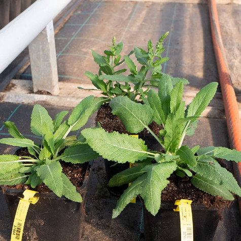 Szałwia omszona Amethyst (C2)