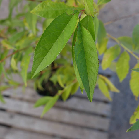 Wiśnia gruczołkowata Alba Plena