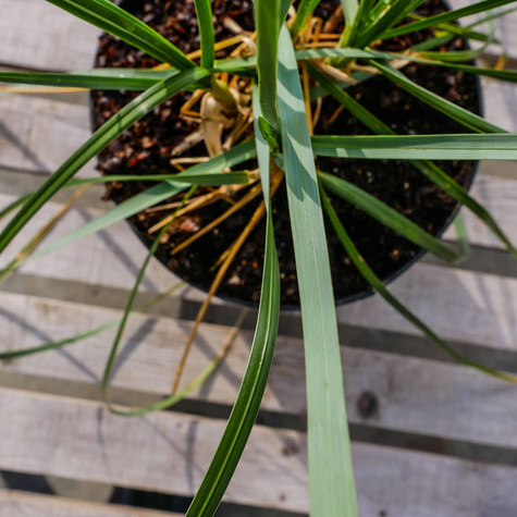 Sesleria Heufflera o czarnych kłosach (C2)
