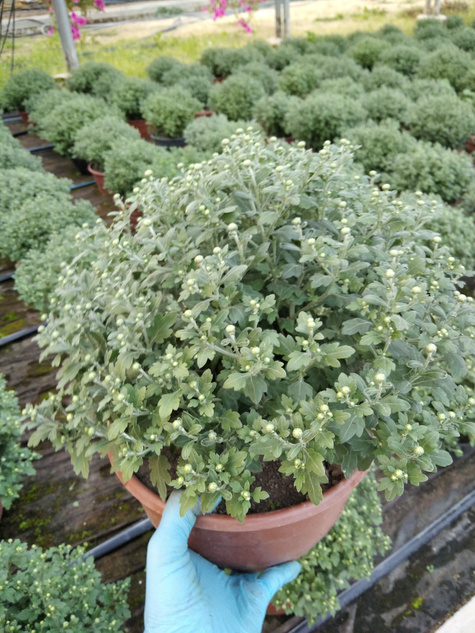 Chryzantema drobnokwiatowa jasno różowa DUŻA DONICA