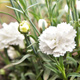 Goździk ogrodowy Sweet Pleasure White (C2)