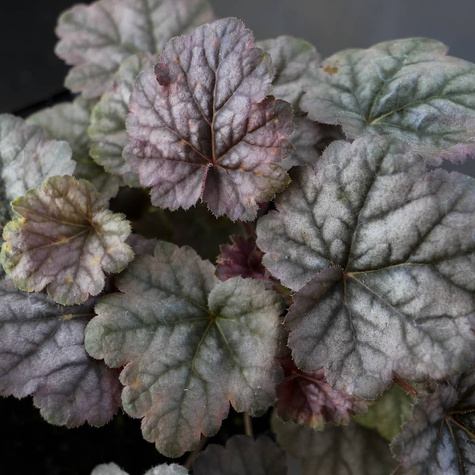 Żurawka ogrodowa Cinnabar Silver (C2)