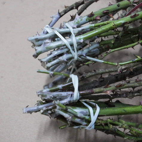 Róża rabatowa Żółta Allgold w balocie