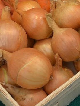 Cebula żółta Dakota F1 średniopóźna 500g