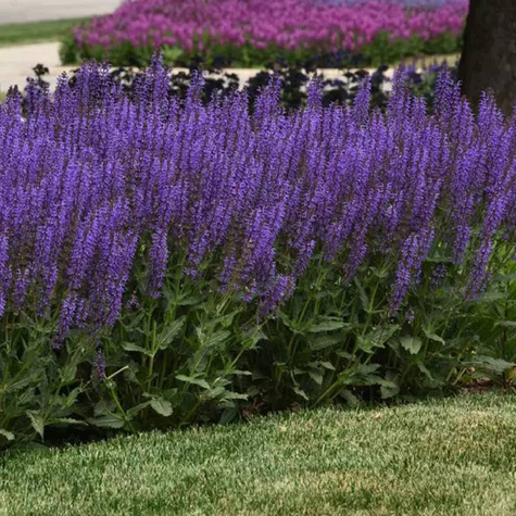 Szałwia omszona Blaukonigin (C2)