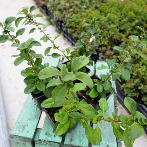 Pigwowiec japoński Sargentii (P9)