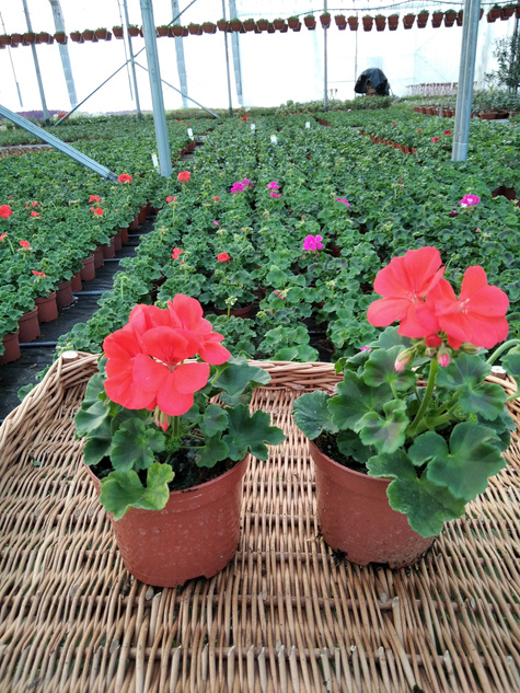 Pelargonia stojąca pomarańczowa Piękne sadzonki