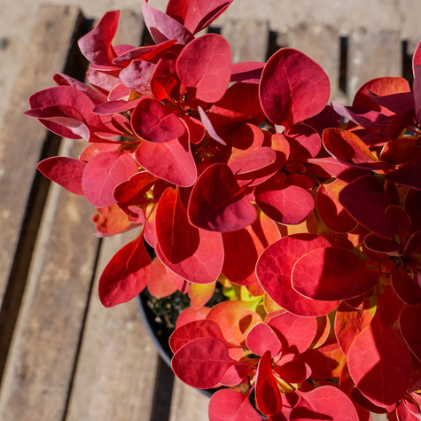 Berberys thunberga Orange Ice (P9)