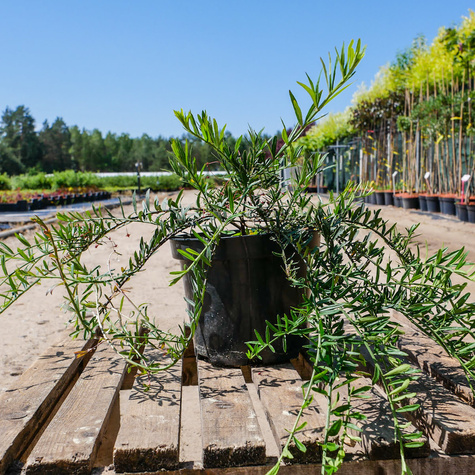 Trzmielina niska (C2)