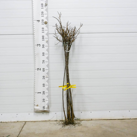 Agrest biały Triumf na pniu Plant Pack