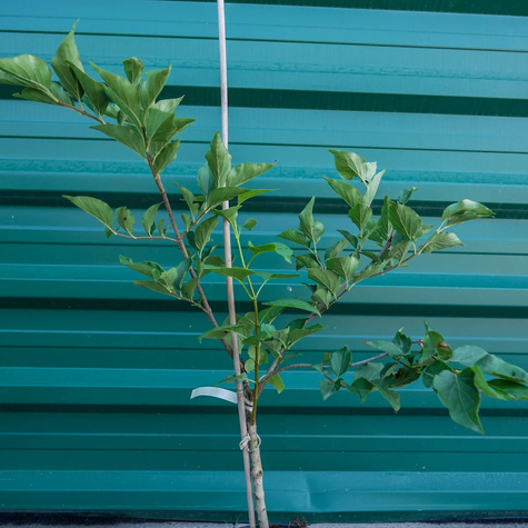 Lilak Bez Miss Kim szczepiony na pniu (C2)