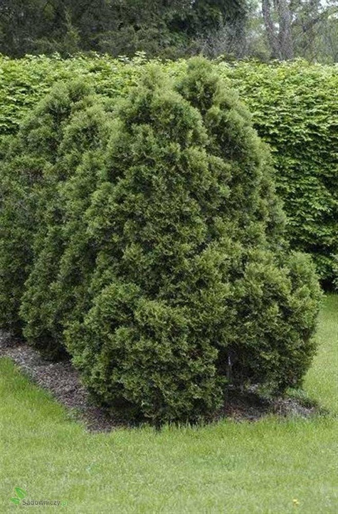 Thuja Tuja Żywotnik zachodni Holmstrup (C2)