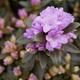 Rododendron karłowy drobnokwiatowy Buchlovice (C2)