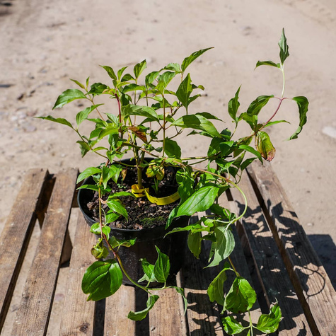 Dereń świdwa Anny's Winter Orange (C2)