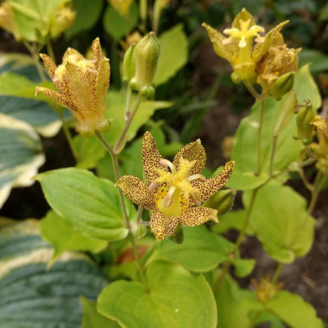Trójsklepka Owłosiona Lilia Żabia Golden Festival