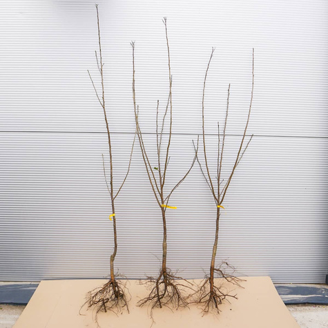 Wiśnia Wołyńska Plant Pack