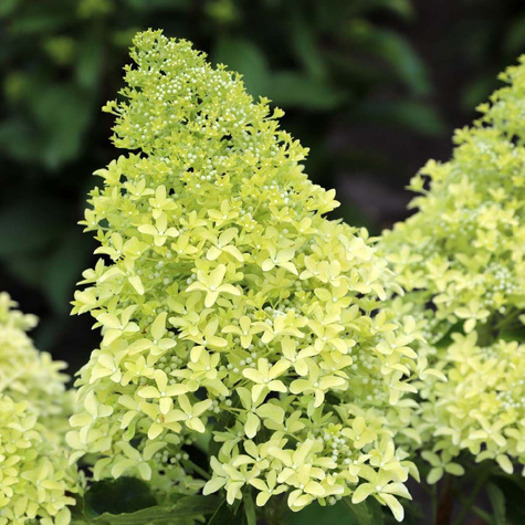 Hortensja bukietowa Lime Sparkle (C2)