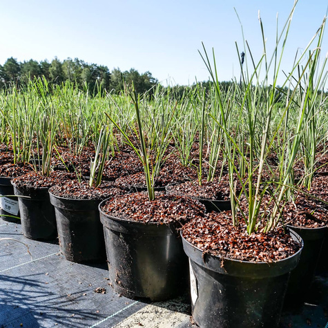 Miskant chiński Gracillimus (C2)