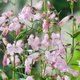 Penstemon Apple blossom (C2) 