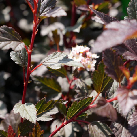 Pęcherznica kalinolistna Little Angel (C2)