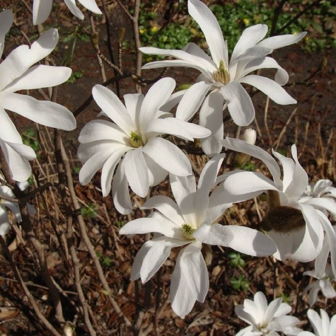 Magnolia gwiaździsta Royal Star (C2)