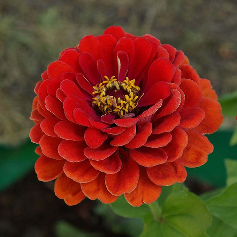 Cynia daliowa Jowita czerwona 1g Polan