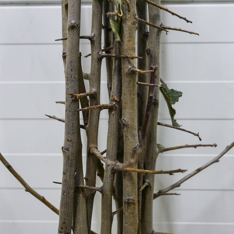 Śliwa Najwcześniejsza Fioletowa Plant Pack