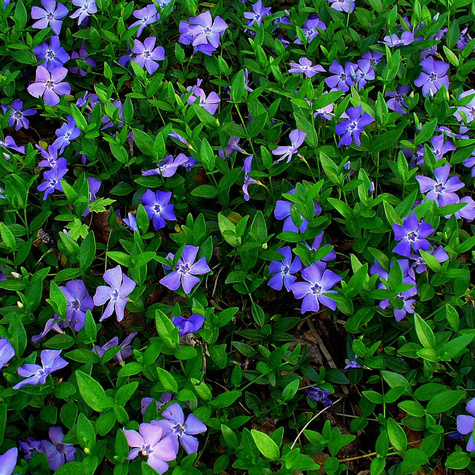 Barwinek pospolity Barwinek mniejszy