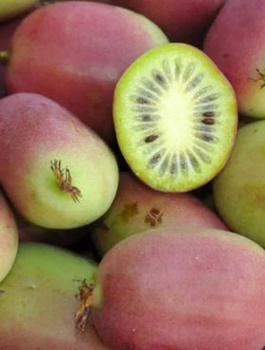 MINI KIWI Aktinidia ostrolistna Weiki żeńska (C2)