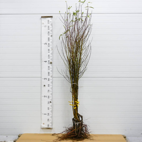 Brzoskwinia Katherina Plant Pack