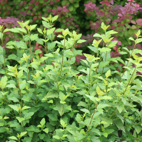 Pęcherznica kalinolistna (C2)