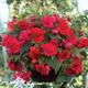 Begonia zwisająca odorata Red Glory pełna pachnąca