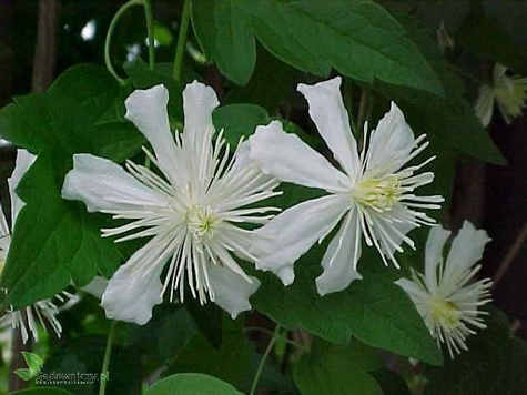Powojnik Clematis botaniczny Paul Farges